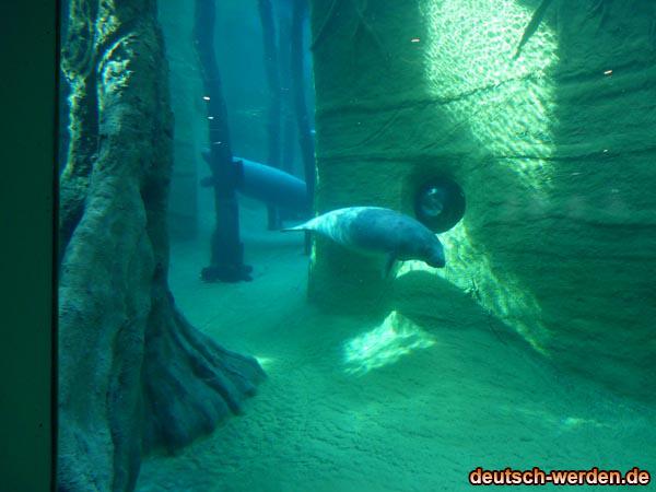 Delphine Unterwasser