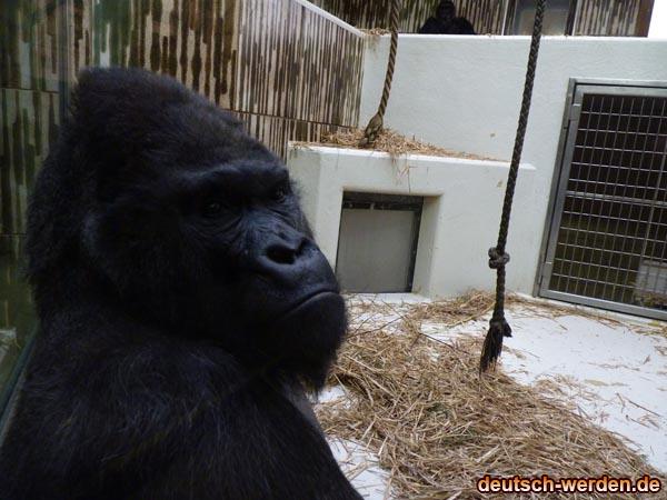 Schwarze Gorilla ähnelt an King-Kong