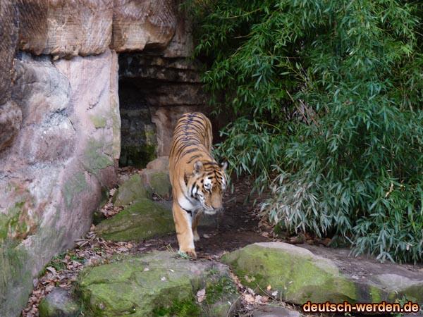 Sybirische Tiger allein