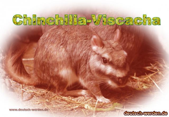 chinchilla-viscacha.jpg
