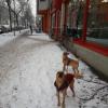 berlin-winter-2014-52409-hunde.jpg