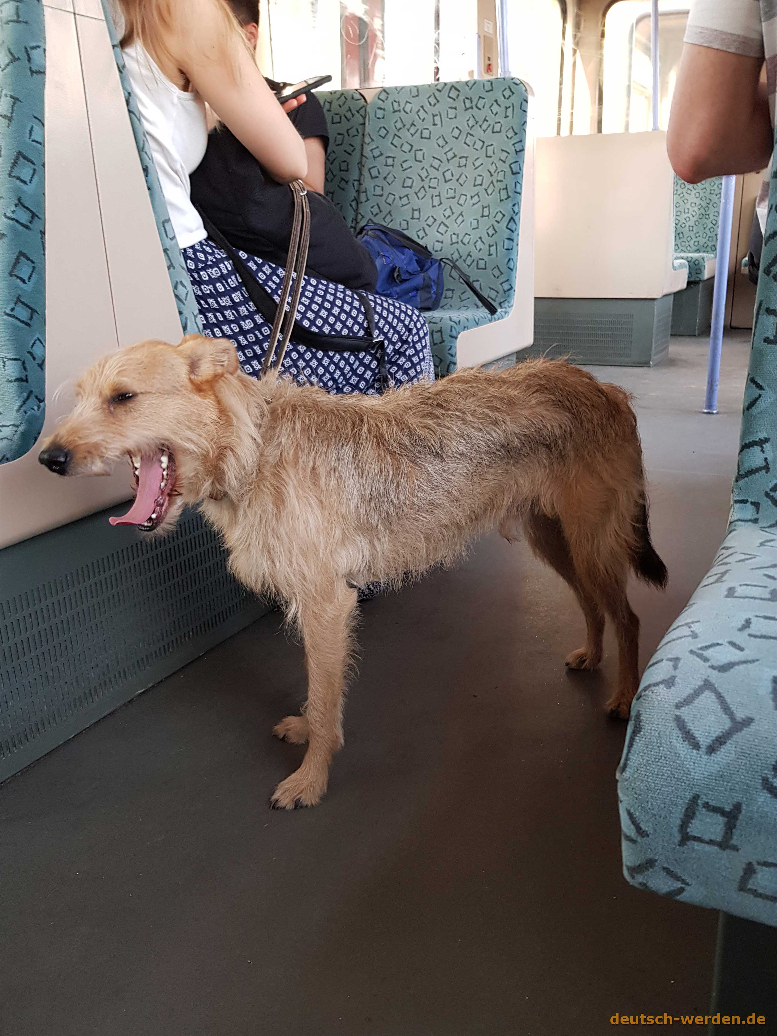 Hund in S-Bahn