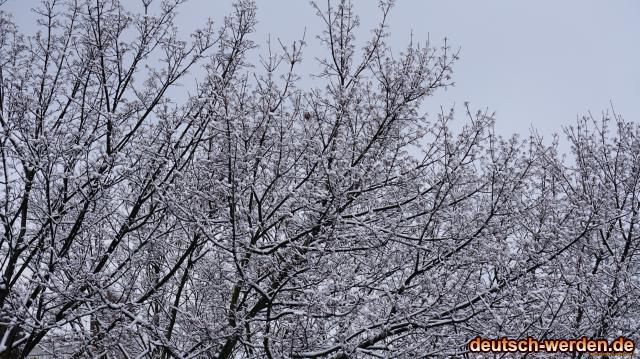 schnee-baeume-ohne-blaetter.jpg