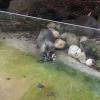 006erdmaennchen_1_dortmunder_zoo.jpg