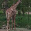 008giraffe_1_dortmunder_zoo.jpg