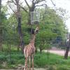 009giraffe_2_dortmunder_zoo.jpg