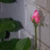 100_4535.jpg
