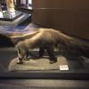 naturkundemuseum_berlin_2016_-_11.jpg