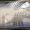 naturkundemuseum_berlin_2016_-_5.jpg