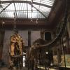 naturkundemuseum_berlin_2016_-_6.jpg