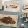 naturkundemuseum_berlin_2016_-_8.jpg