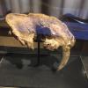 naturkundemuseum_berlin_2016_-_9.jpg